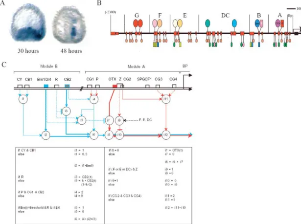 Figure I.2. The cis-regulatory logic of the endo16 promoter. Whole mount in situ hybridization shows  endo16 expression at 30 h and 48 h