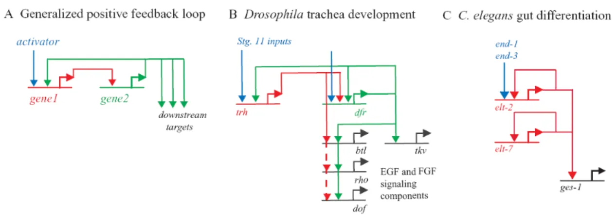 Figure I.3  Circuit diagrams of positive feedback loops. A. Once turned on by an activator, gene 1 (shown  in red) activates gene 2 (shown in green)