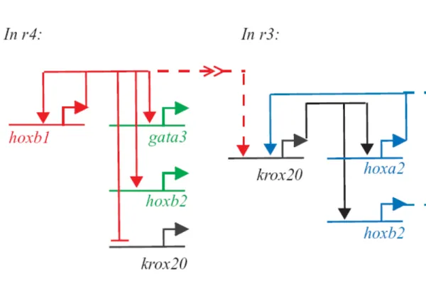 Figure I.4  Repression and boundary formation. Gene regulation in mouse rhombomeres is an example of  how repression can give rise to sharp boundaries between regions having different cell fates