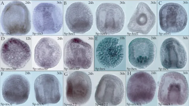 Figure 1.6. Spatial expression of homeobox genes. Panels A-H are whole mount in situ hybridizations of  previously unstudied homeobox transcription factors which display localized expression patterns