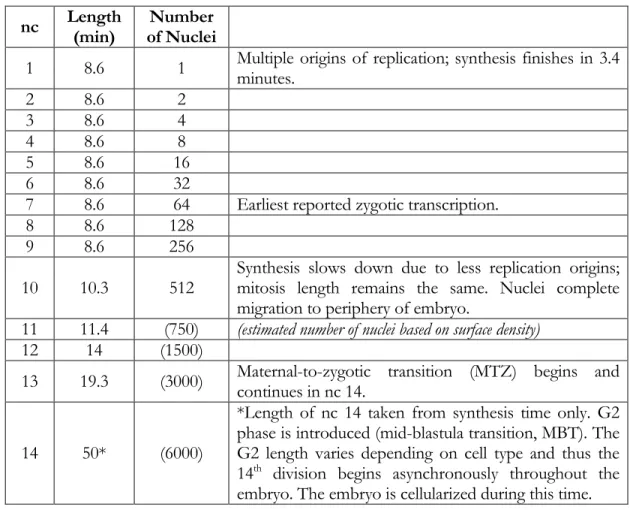 spread evenly along the periphery of the embryo (Table 1, Figure 1). The regulation of  these nuclear cycles, which in turn impact gene expression, has been extensively studied
