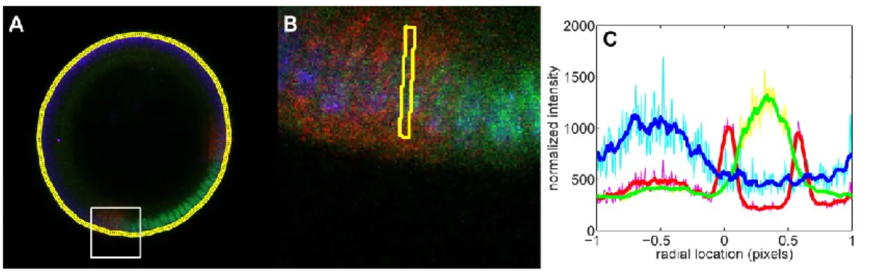 Figure 3: Measuring average intensity around the periphery of the embryo. 