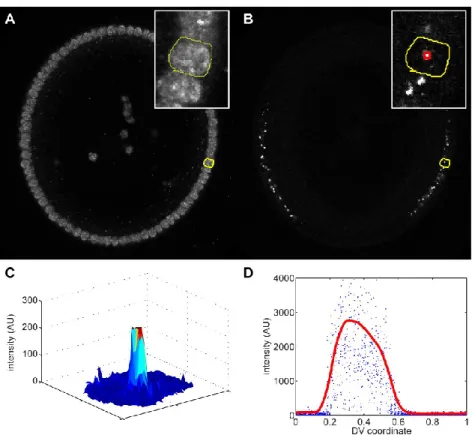 Figure 5: Measuring nuclear dots. 