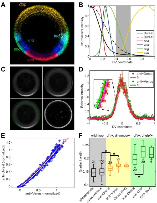 Figure  1:  Quantitative  analysis  of  nuclear  Dorsal  levels  and  expression  domains  of  dorsal-ventrally expressed genes