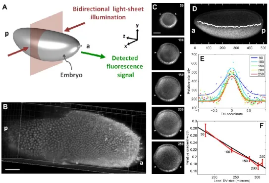 Figure 2: Two-photon light-sheet microscopy reveals anterior-posterior modulation of  the Dorsal gradient width