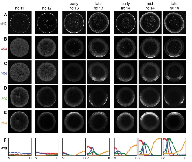 Figure  4:  Changes  in  mRNA  patterns  are  identifiable  both  between  and  within  nuclear cycles