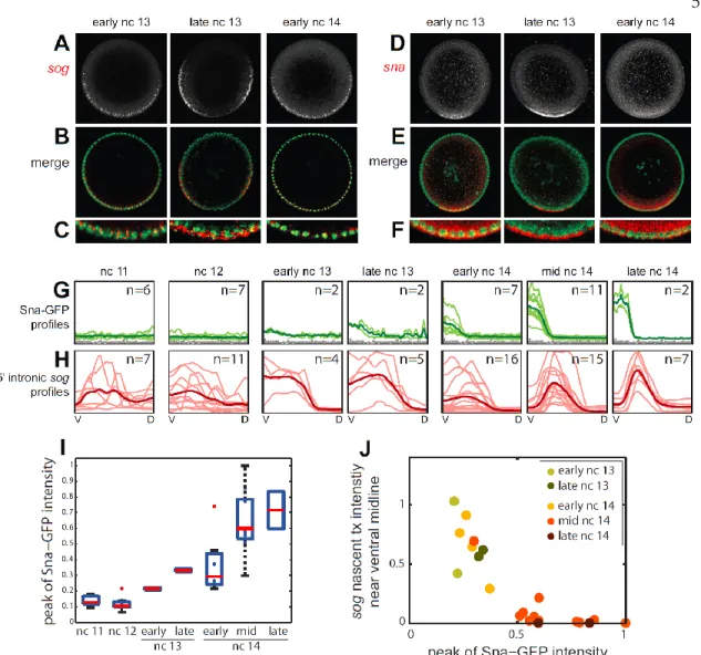 Figure 5: Dynamics of nascent sog correlate with Sna protein. (A) 19.5 micron Z-stack  projections of sog mRNA