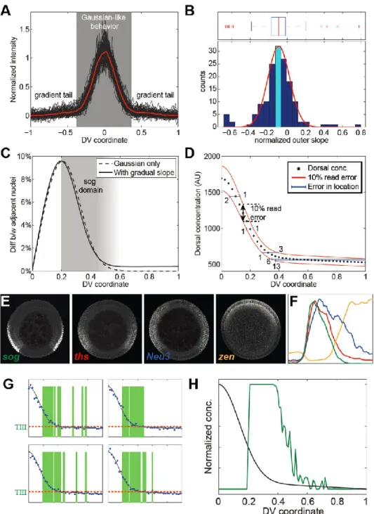 Figure 6: A shallow gradient can deliver positional information with limited precision,  supporting graded expression patterns