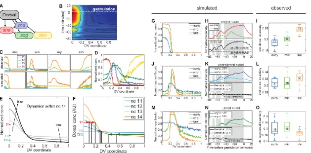 Figure 7: Expression of DV genes in space and time correlates with dynamic nuclear  Dorsal  levels