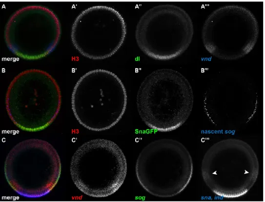 Figure  1: Examples of  Drosophila  embryo cross-sections  analyzed  with the methods  presented in this paper