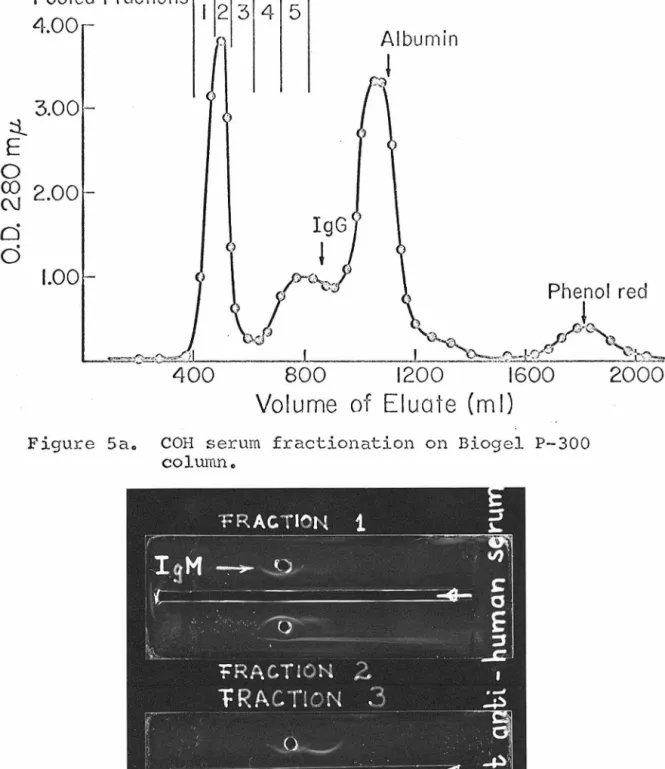 Figure  Sao  COH  serum  fractionation  on  Biogel  P-300 