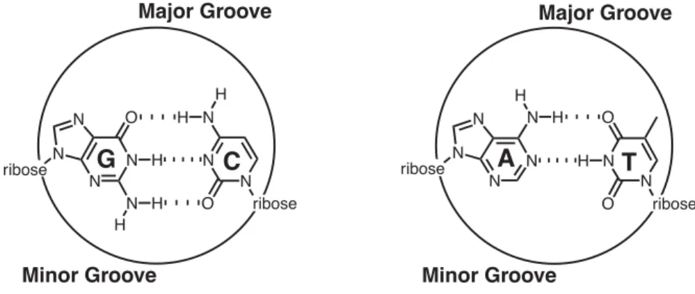 Figure 1  Chemical structure of G•C (left) and A•T (right) base pairs.  The major and minor grooves are indicated as the regions spanning between the ribose backbones.