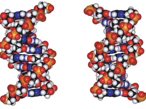 Figure 2  Space-filling model of a ten base-pair B-form DNA duplex viewed into (left) the major groove and (right) the minor groove