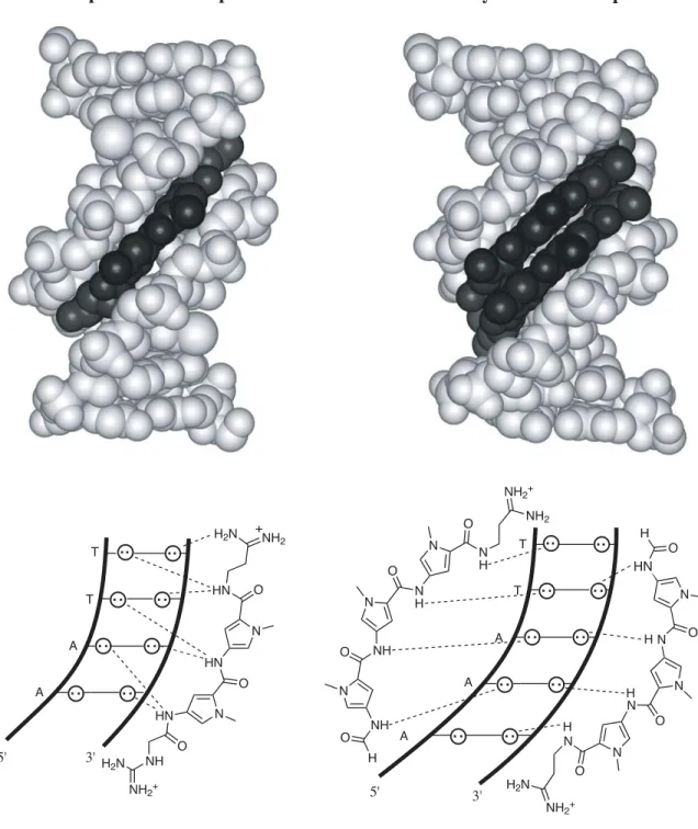 Figure 6  (left) X-ray crystal structure of the 1:1 netropsin•DNA complex; (right) NMR structure of the 2:1 distamycin•DNA complex