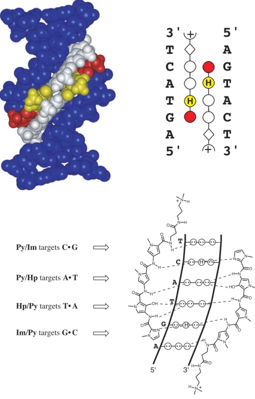 Figure 7 Pairing Rules. (top  left)  x-ray  crystal  structure  of ImHpPyPy- β -Dp (Dp = dimethylaminopropylamide) bound in a 2:1 complex with its target DNA site, 5'-AGTACT-3' (Kielkopf et al., 1998b)