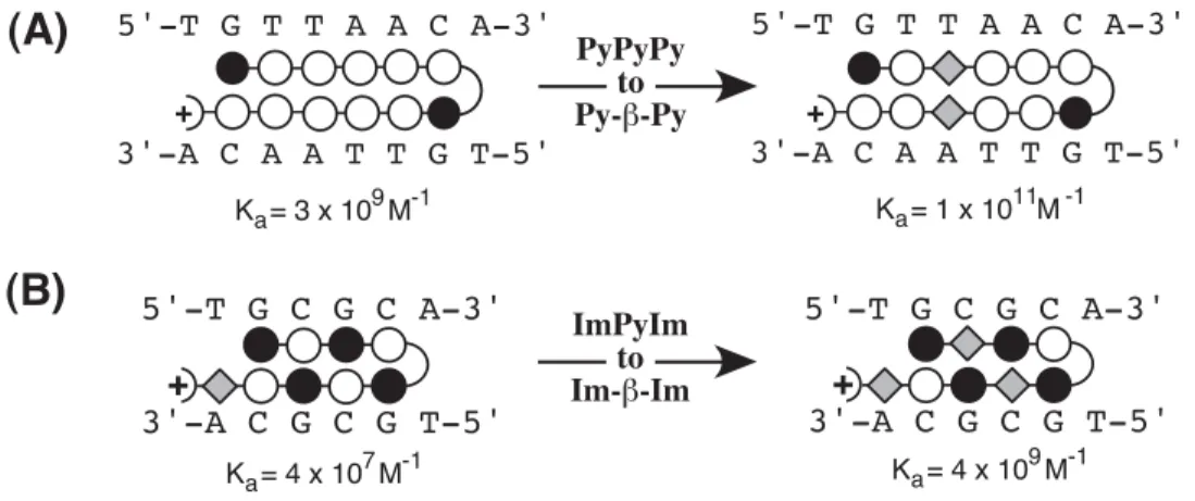 Figure 8   Restoration  of  binding  affinity  upon  replacement  of  Py  with  β.   Im  and  Py  residues  are illustrated as shaded and nonshaded circles, respectively; gray diamonds indicate β; and semicircles represent the γ-turn residue.