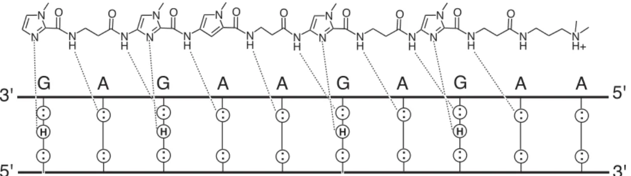 Figure 9   Laemmli  model  for  1:1  polyamide-DNA  recognition  using  a β-linked Py-Im polyamide.