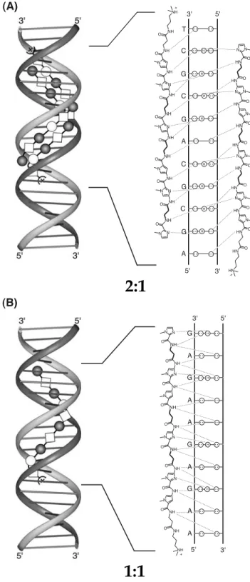 Figure 10 Stoichiometry-dependent sequence targeting.  Polyamide 2, shown here,  can bind in  2:1  (A) and 1:1 (B)  ligand:DNA  complexes,  specifying the very different sequences, 5