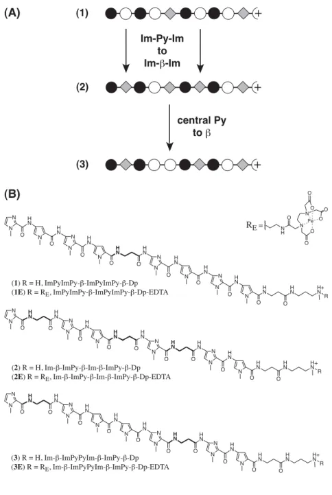 Figure 11   (A) Selective Py  → β  substitutions in polyamides 1, 2, and 3 examined in this study