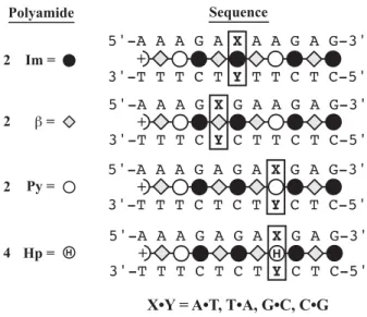Figure 13   Examination  of  sequence  selectivity  at  a  single  imidazole  (Im),  beta  alanine  ( β ), pyrrole (Py), or hydroxypyrrole (Hp) position within the parent context,  5’-AAAGAGAAGAG-3’