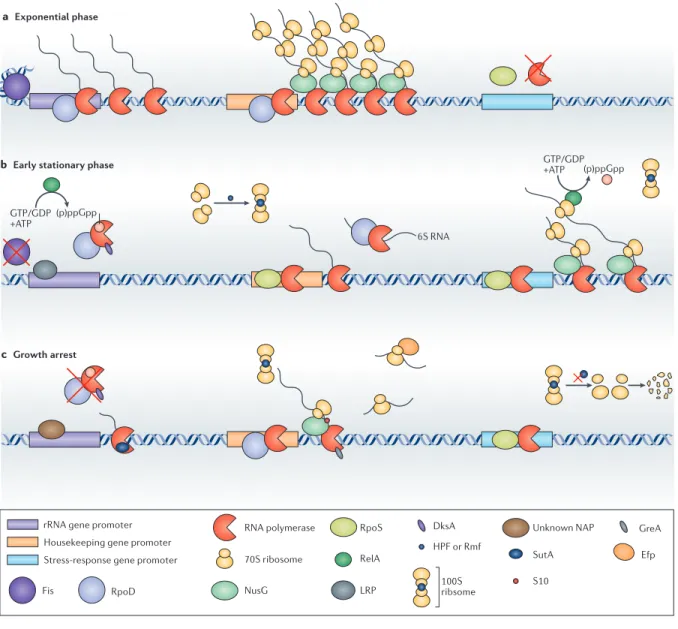 Figure 2. Transcription and translation during different growth phases. a | During exponential phase, rRNA genes are among the  most highly transcribed in the cell, as ribosome biogenesis is a top biosynthetic priority