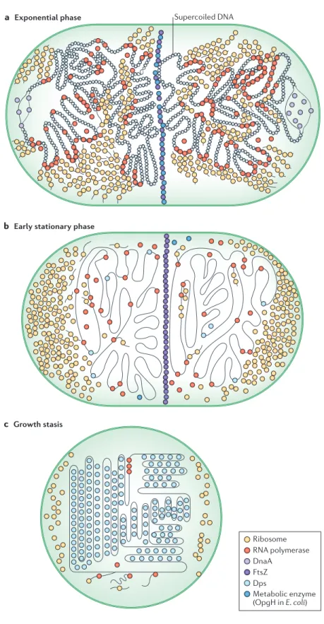 Figure 3. Overview of cellular morphology with emphasis on nucleoid. Cells undergo gross morphological changes in transitions  between different growth states