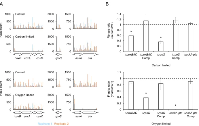 Figure 4. Validation of fitness determinants identified by Tn-seq. (A) Read counts for insertions across the coxBAC, ackA-pta, and  rpoS loci required during carbon limitation, oxygen limitation, or both, respectively