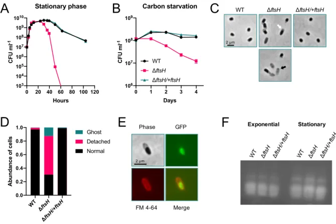 Figure 1. FtsH maintains cell integrity during growth arrest. Cells of ΔftsH lose viability during stationary phase (A) and carbon  starvation (B)