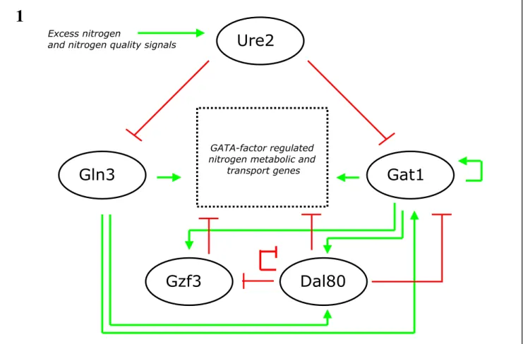 Figure  1.  Schematic  of  nitrogen  regulation  circuit  in  yeast.  Diagram  of  known interactions  between  four  transcriptional  regulators  of  nitrogen  metabolism:  Gln3p, Gat1p,  Dal80p,  and  Gzf3p