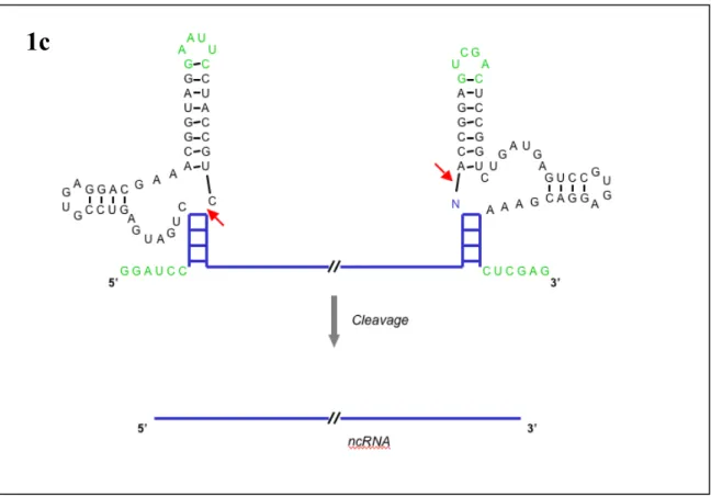 Figure 1 Design and function of a novel antiswitch regulator. (a) General illustration