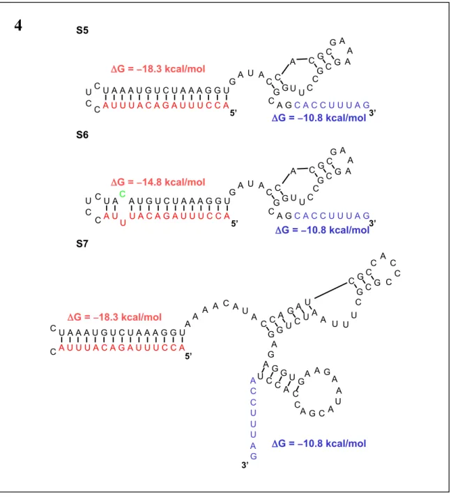 Figure 4. Sequences and predicted structures of antiswitches s5, s6, and s7 in the absence