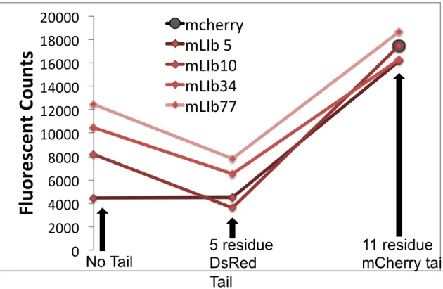 Figure S2. mCherry Tail Improves Protein Expression. We grafted either a 5-residue  DsRed tail (HHLFL) or an 11-residue mCherry tail (HSTGGMDELYK) onto four mLib  variants  and  measured  their  fluorescence  in  an  induced  bacterial  culture