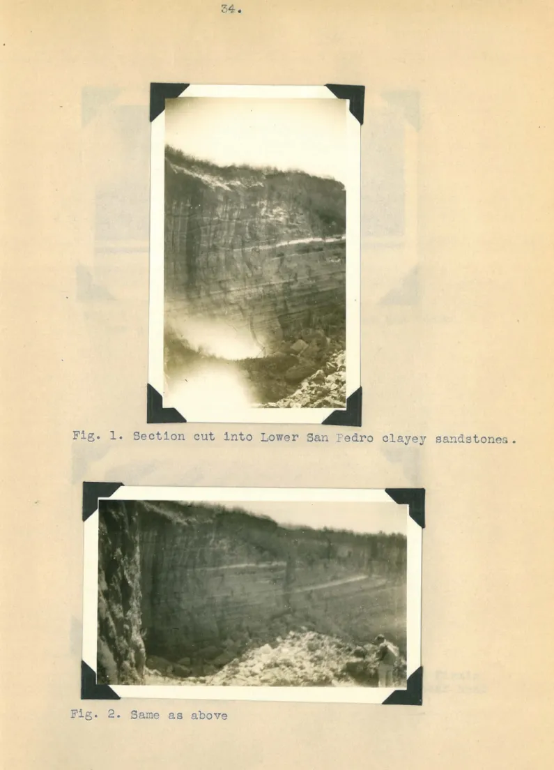 Fig.  1.  Section  cut  into  Lower  San  Pedro  clayey  sandstones. 