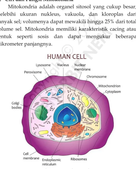 Gambar 2.1 Struktur Sel Manusia 