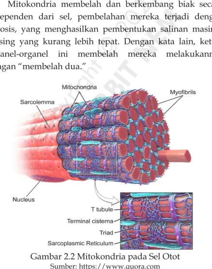 Gambar 2.2 Mitokondria pada Sel Otot 