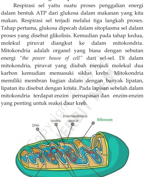 Gambar 2.3 Struktur Mitokondria 