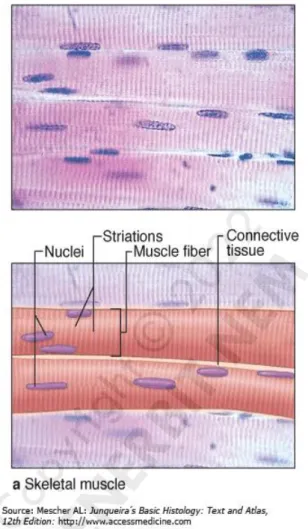 Gambar 3.2 Otot Rangka/Skeletal Muscle 