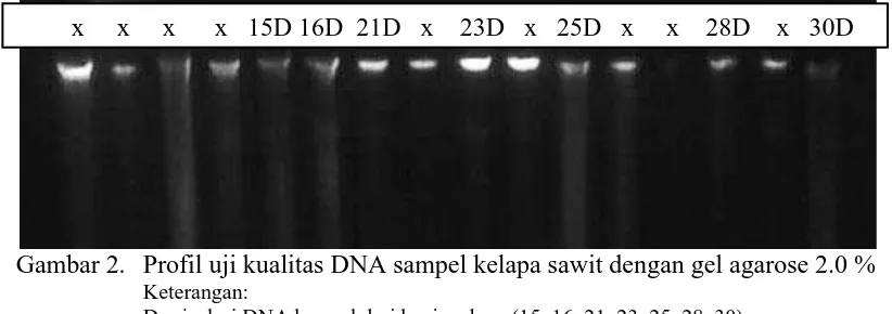 Gambar 2. Profil uji kualitas DNA sampel kelapa sawit dengan gel agarose 2.0 %   Keterangan: 