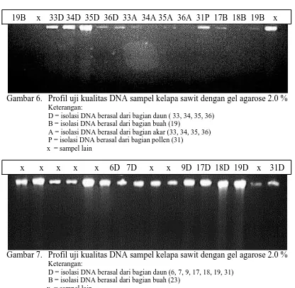 Gambar 6. Profil uji kualitas DNA sampel kelapa sawit dengan gel agarose 2.0 %   Keterangan: 