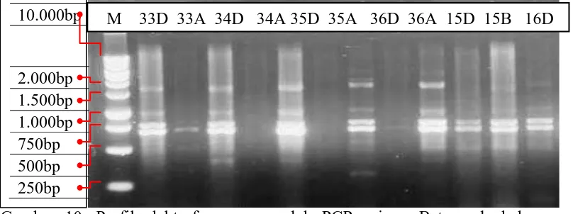 Gambar 10. Profil elektroforegram produk PCR primer Beta pada beberapa sampel kelapa sawit Keterangan: 