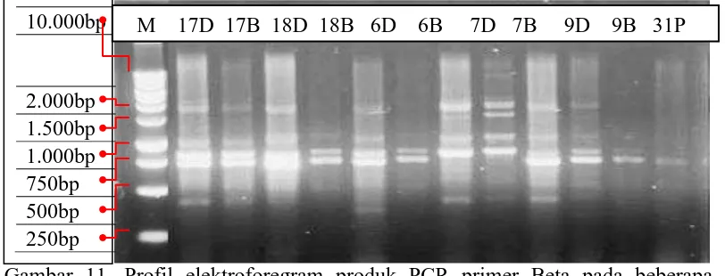 Gambar 11. Profil elektroforegram produk PCR primer Beta pada beberapa sampel kelapa sawit Keterangan: 