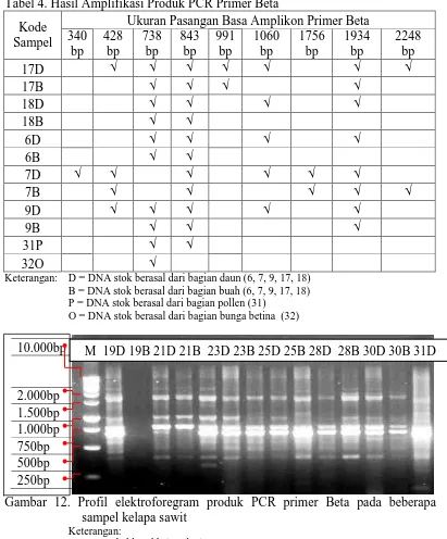 Tabel 4. Hasil Amplifikasi Produk PCR Primer Beta 