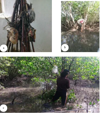 Gambar : a) Ikan rucah yang sudah diikatkan pada kayu yang diletakkan ke dalam      bubu, b) Pembuatan petak contoh untuk transek mangrove,                                 c) Peletakkan bubu di dalam petak contoh transek mangrove  
