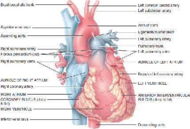 Gambar 2.1. Anatomi Jantung12