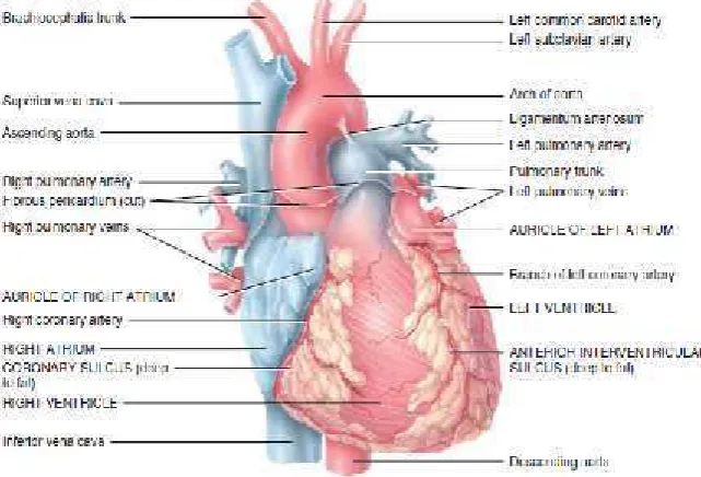 Gambar 2.1. Anatomi Jantung12