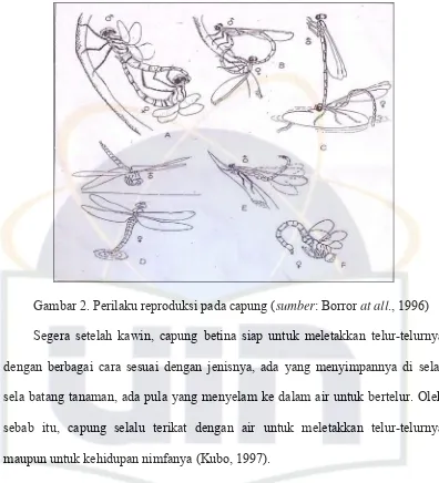 Gambar 2. Perilaku reproduksi pada capung (sumber: Borror at all., 1996) 
