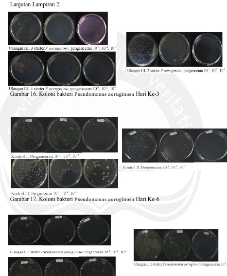 Gambar 16. Koloni bakteri Pseudomonas aeruginosa Hari Ke-3 