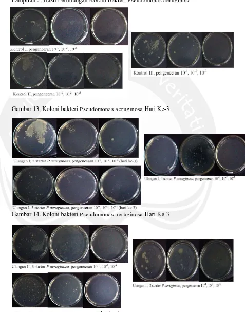 Gambar 13. Koloni bakteri Pseudomonas aeruginosa Hari Ke-3  