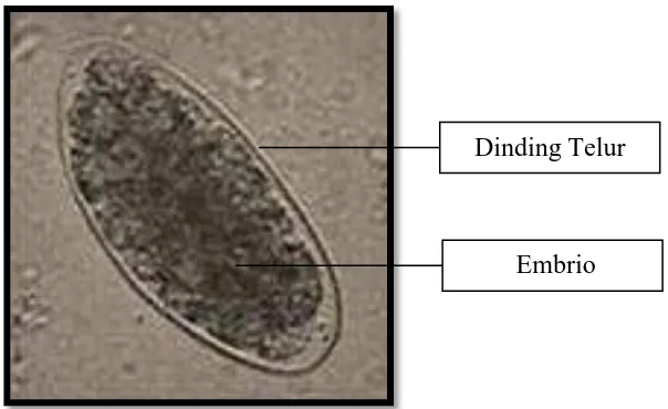 Gambar 4.1. Telur Parasit Haemonchus sp.  yang ditemukan pada Gastrointestinal Kuda di Berastagi (perbesaran 400x) 