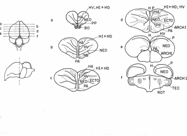 Figure  4.  transverse  sections  through  chick  brain.  Figures  to  the  left  show  plane  of  section